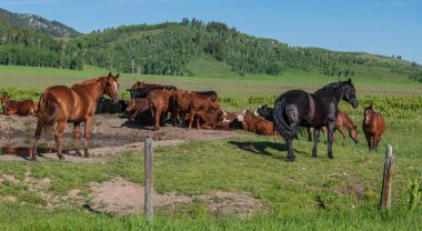 Idaho eyaleti tarlalarında dinlenen atlar ve inekler.. 