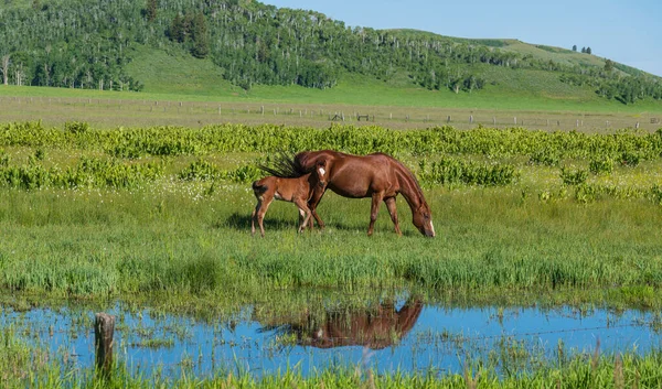 Mare Young Horse Field Idaho State Farms — Stock Photo, Image