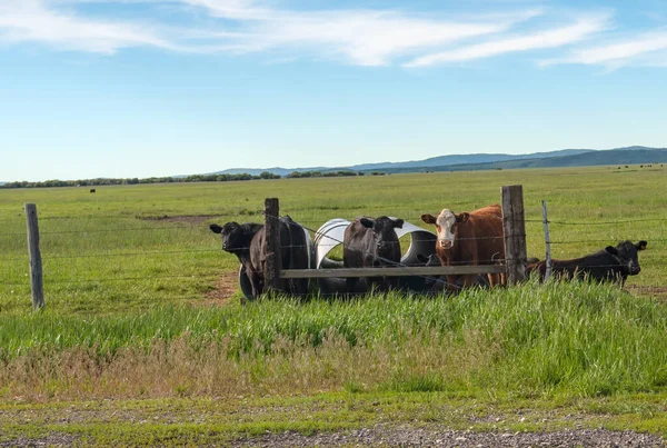 Cattle Field State Idaho — Stock Photo, Image
