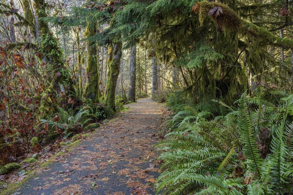 Passeggiata Nella Natura Una Foresta Nello Stato Rurale Dell Oregon — Foto Stock