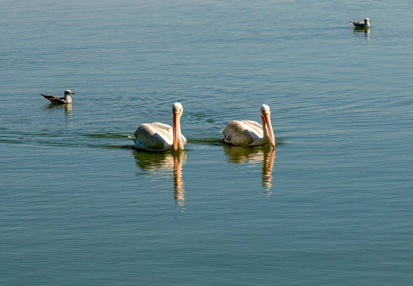 Pareja Pelícano Flotando Lago Klamath Falls Oregon — Foto de Stock