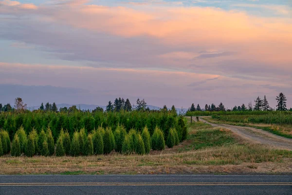 Seedling trees in a landscape under a sunset colorful sky in Oregon state.