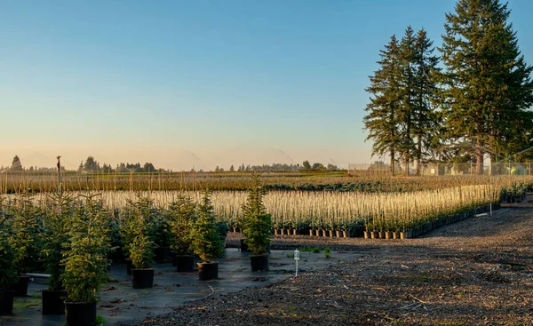Baumfarm Bewässerung Der Sämlinge Bäume Einem Feld — Stockfoto
