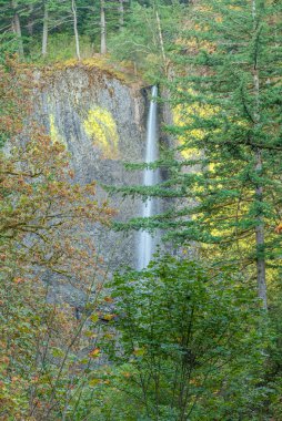 La Tourell Şelalesi ve çevresindeki bitki örtüsü Columbia Nehri Vadisi Oregon Eyaleti.
