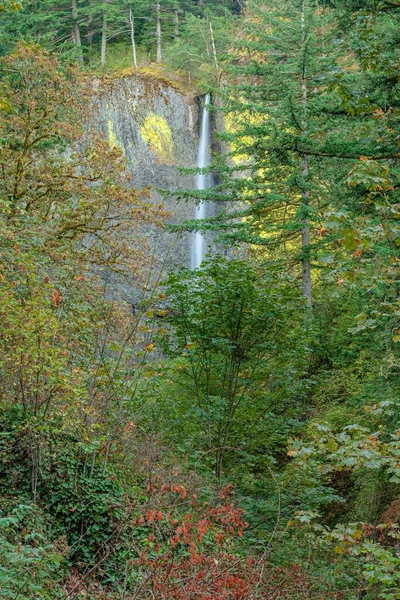 トレル滝とその周辺の植生コロンビア川渓谷オレゴン州 — ストック写真