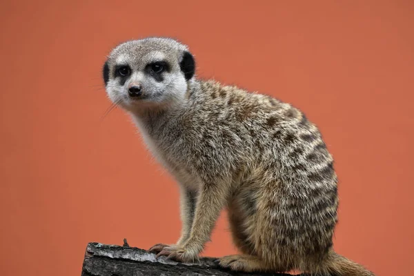 Meerkat Patrol Picture Taken Zoo — 스톡 사진
