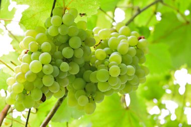 Bir üzüm bağında olgunlaşmış beyaz şarap üzümleri 