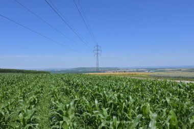 Çek Cumhuriyeti 'nde elektrik direkleriyle kırsal alan