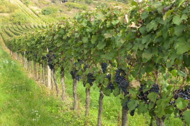 Güney Moravya, Çek Cumhuriyeti 'nde bir üzüm bağında olgunlaşmış üzümler.