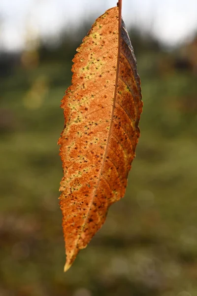 Detailní Pohled Pestrobarevný Podzimní List Slunci — Stock fotografie
