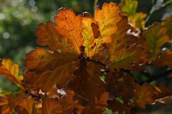 Nahaufnahme Einer Bunten Herbst Eiche Blätter Sonnenlicht — Stockfoto