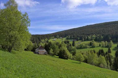 Krkonose Ulusal Parkı 'nda bahar çayırı, Çek Cumhuriyeti