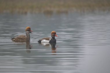 Güzel beyaz ördek gölde