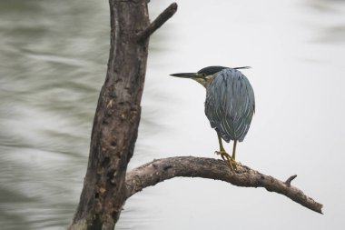 Ormandaki siyah beyaz kuş