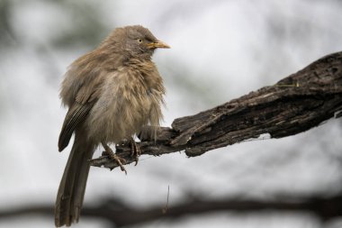 Doğadaki güzel kuşun manzarası
