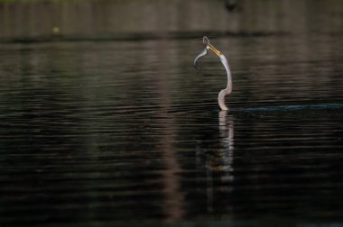 Sudaki güzel bir kuşun yakın plan çekimi.