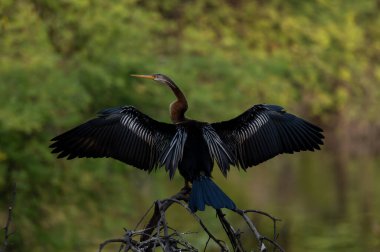 Doğal ortamdaki büyük balıkçıl (ardea cinerea)