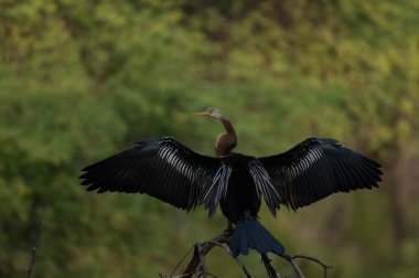 büyük balıkçıl (ardea cinerea )