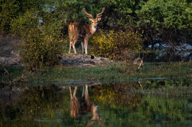 Ormanda güzel bir geyik