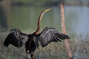 Sudaki büyük balıkçıl (ardea cinerea)