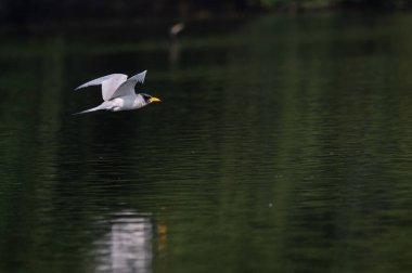 Suda yüzen beyaz bir kuğunun güzel bir fotoğrafı.