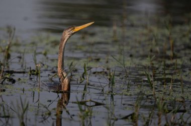 Suda büyük bir balıkçıl