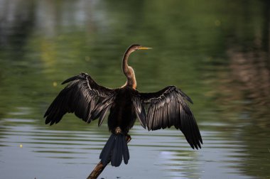 Sudaki büyük balıkçıl (ardea cinerea)