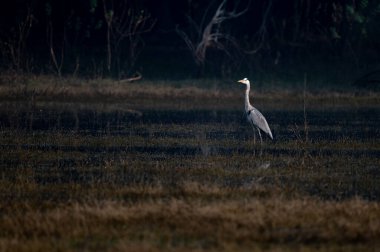 vahşi doğada büyük ak balıkçıl