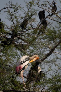 Kenya bozkırında bir leylek