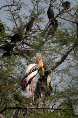 Kenya bozkırındaki leylek