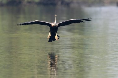 büyük beyaz balıkçıl (ardea cinerea )
