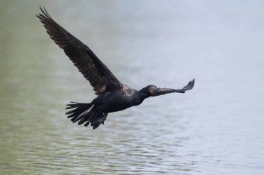 Suda uçan büyük beyaz bir pelikan.