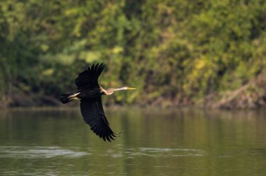Suda uçan büyük beyaz bir pelikan.
