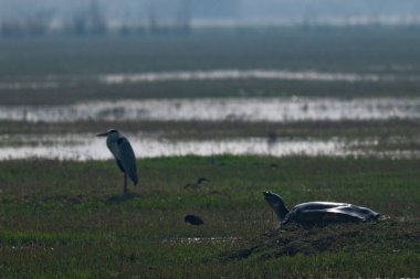 Suda bir çift kuş.