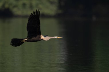 uçuş güzel büyük beyaz egret.