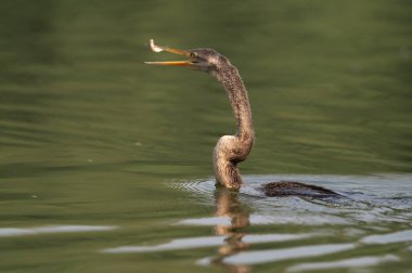 Sudaki güzel bir kuşun yakın plan çekimi.
