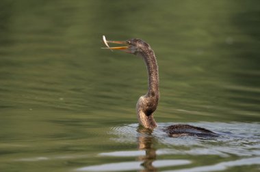 Sudaki güzel bir kuşun yakın plan çekimi.
