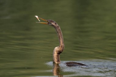 Sudaki güzel bir kuşun yakın plan çekimi.