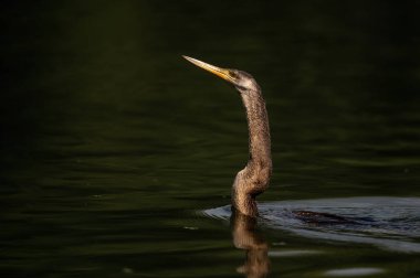 Güzel bir kuşun yakın çekimi.