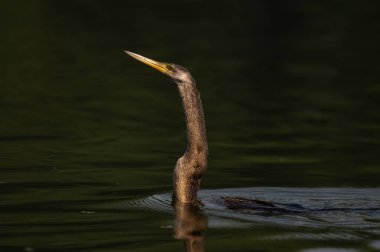 Güzel bir kuşun yakın çekimi.