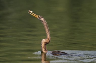 Sudaki güzel bir kuşun yakın plan çekimi.