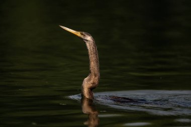 Güzel bir kuşun yakın çekimi.
