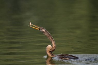 Güzel bir kuşun yakın çekimi.