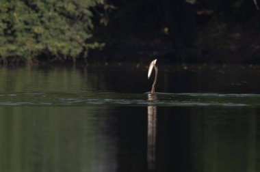 Parktaki gölün güzel manzarası