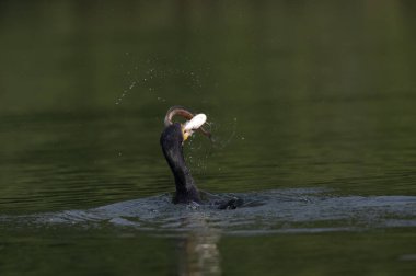 Sudaki genç ördeğin güzel bir görüntüsü.
