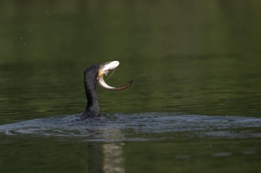 Suda yüzen güzel beyaz bir pelikanın yakın plan fotoğrafı.