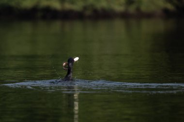 Suda yüzen genç bir ördeğin güzel bir görüntüsü.