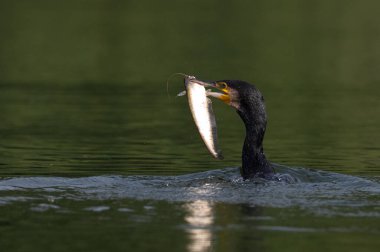 Güzel beyaz ördek suda yüzüyor.