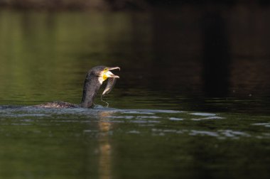 Güzel beyaz ördek gölde