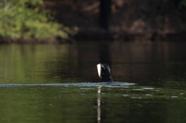 Suda bir çift beyaz kuğu.